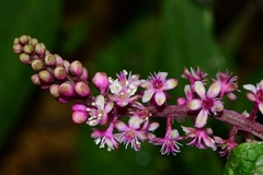 Phytolacca rugosa