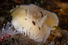 Diaulula sandiegensis