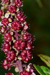 Phytolacca rugosa
