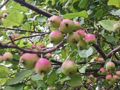 Malus prunifolia