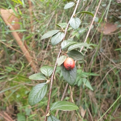 Cotoneaster pannosus