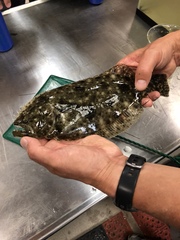 Paralichthys lethostigma