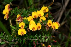 Bossiaea cinerea