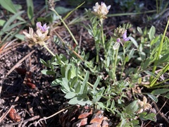 Astragalus gilensis