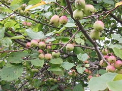 Malus prunifolia
