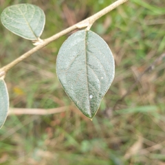 Cotoneaster pannosus