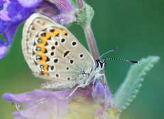 Plebejus