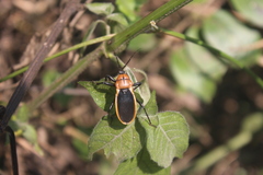 Ectrichodia crux