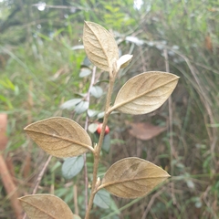 Cotoneaster pannosus