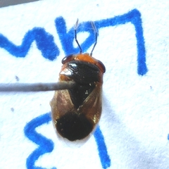 Geocoris