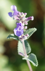 Nepeta racemosa