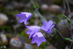 Campanula alaskana