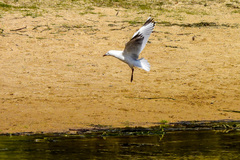 Chroicocephalus novaehollandiae