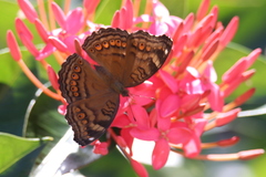 Junonia hedonia