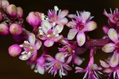 Phytolacca rugosa