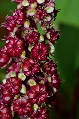 Phytolacca rugosa