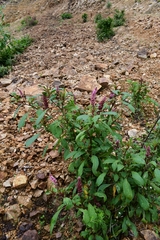 Phytolacca rugosa