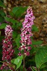 Phytolacca rugosa