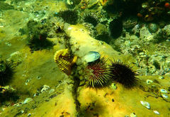 Hippocampus abdominalis