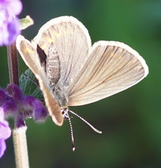 Plebejus