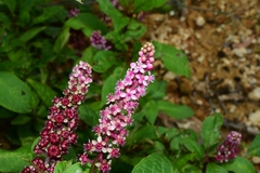 Phytolacca rugosa