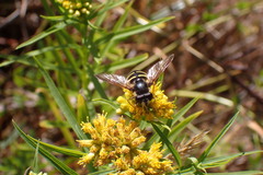 Sericomyia chalcopyga