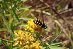 Sericomyia chalcopyga