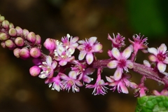 Phytolacca rugosa