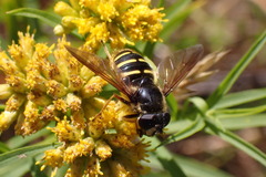 Sericomyia chalcopyga