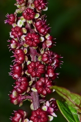 Phytolacca rugosa