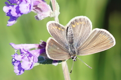 Plebejus