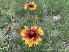 Gaillardia pulchella