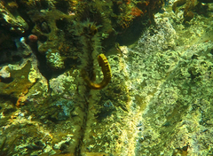 Hippocampus abdominalis