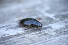 Hydrophilus piceus