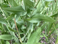 Gaillardia pulchella