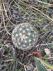 Pediocactus simpsonii