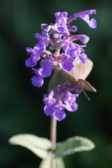 Nepeta racemosa