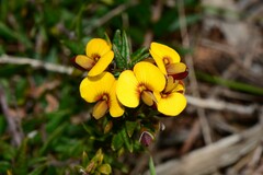Bossiaea cinerea