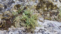 Asplenium ruta-muraria