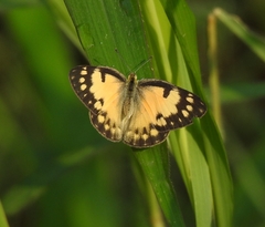 Colotis amata