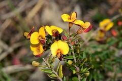 Bossiaea cinerea