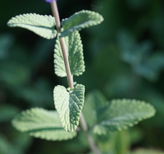 Nepeta racemosa