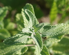 Nepeta racemosa