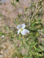 Fallugia paradoxa