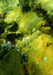 Hippocampus abdominalis