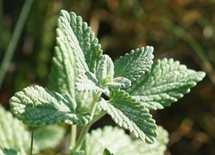 Nepeta racemosa