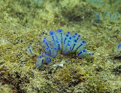 Clavelina australis