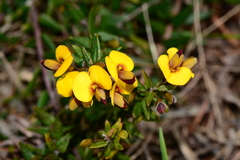 Bossiaea cinerea