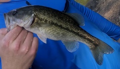 Micropterus punctulatus