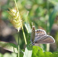 Plebejus